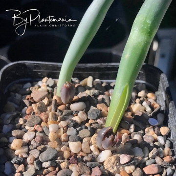 Albuca unifoliata