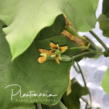 Gerrardanthus macrorhizus