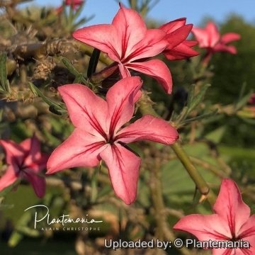 Pachypodium succulentum