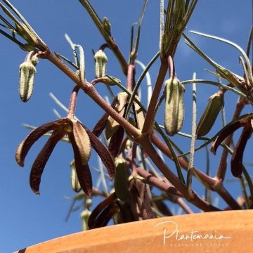 Brachystelma plocamoides