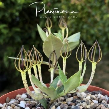 Ceropegia conrathii