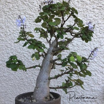 Plectranthus ernstii