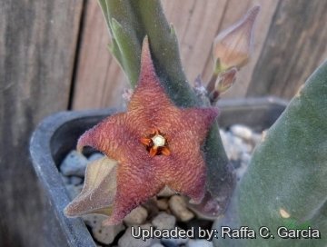 Stapelia rufa