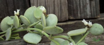 Dischidia nummularia