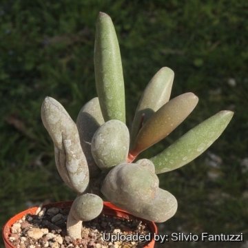 Adromischus marianae var. kubusensis