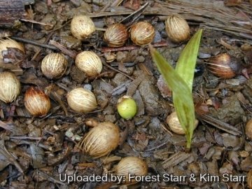 Archontophoenix alexandrae