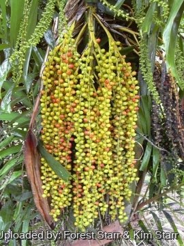 Arenga tremula