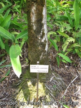 Carpentaria acuminata
