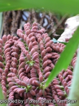 Caryota mitis