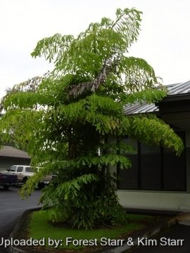 Caryota mitis