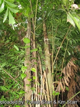 Caryota urens