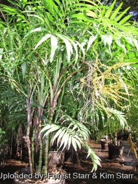Chamaedorea elegans