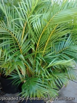 Dypsis lutescens