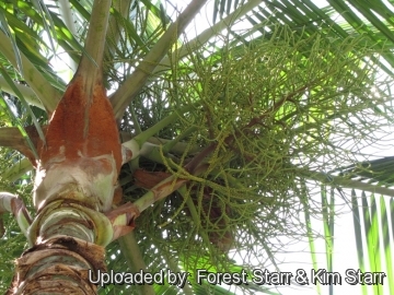 Dypsis leptocheilos