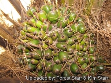 Elaeis guineensis