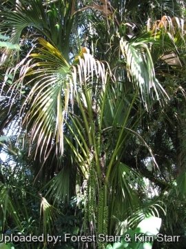 Howea belmoreana