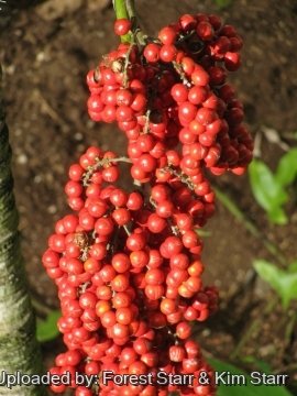 Licuala grandis