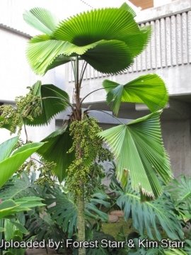 Licuala grandis