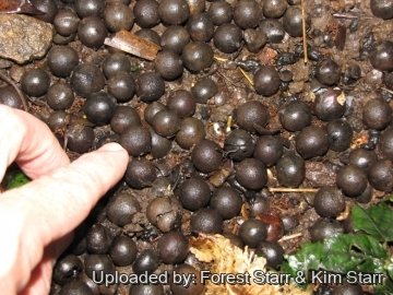 Saribus rotundifolius