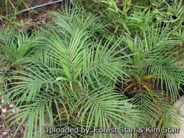 Phoenix roebelenii