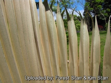 Pritchardia arecina