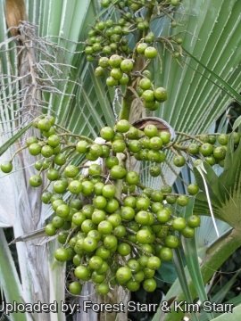 Pritchardia arecina