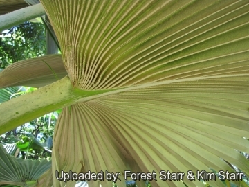 Pritchardia arecina