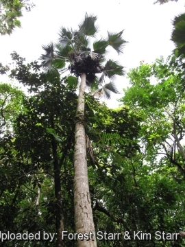 Pritchardia forbesiana