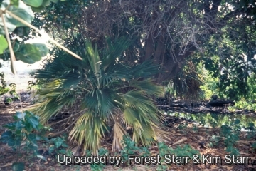 Pritchardia maideniana