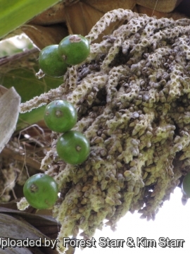 Pritchardia munroi