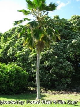 Pritchardia pacifica