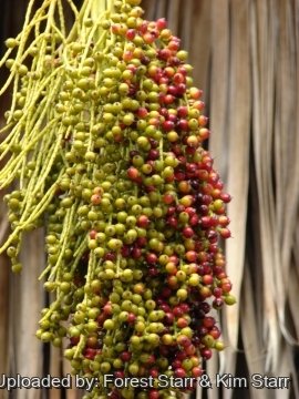 Pritchardia thurstonii