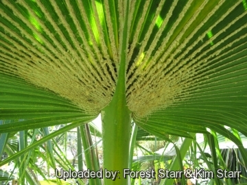 Pritchardia thurstonii