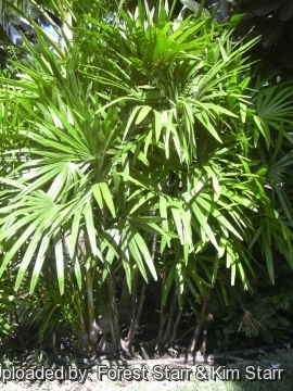 Rhapis excelsa