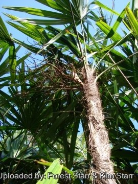 Rhapis excelsa