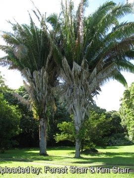 Attalea butyracea