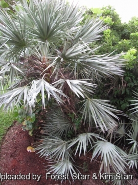 Serenoa repens f. glauca