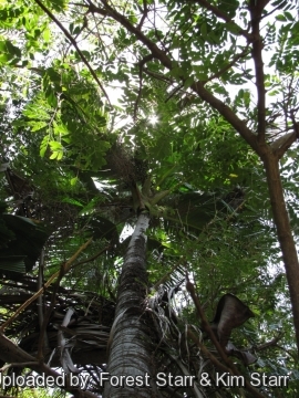 Verschaffeltia splendida