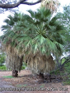 Washingtonia filifera