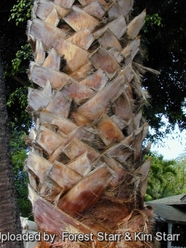 Washingtonia robusta