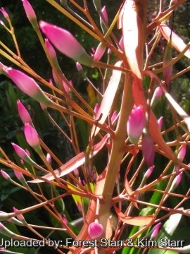 Portea petropolitana