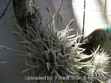 Tillandsia crocata