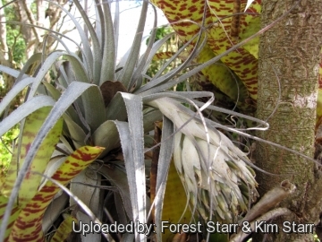 Tillandsia gardneri