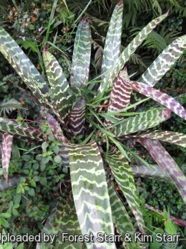 Vriesea splendens