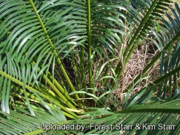 Cycas circinalis