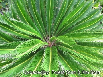 Cycas revoluta