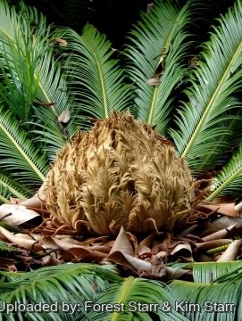 Cycas revoluta