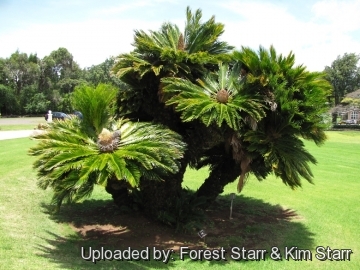 Cycas revoluta