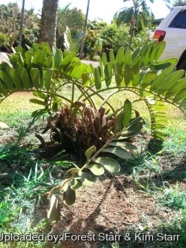 Zamia furfuracea