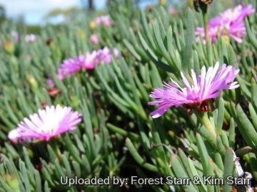 Lampranthus roseus